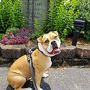 Zola is registered to the contest to win money with this photo: dog, bulldog, pet, leash, harness, pavement, sidewalk, flower_bed, flowers, memorial_stone, garden, greenery, shrubs, sitting, portrait, tongue_out, happy, summer, outdoor, mischievous
