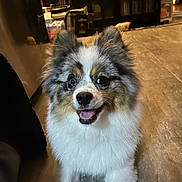 Atlas joined the competition — help win amazing prizes! dog, pet, indoor, floor, happy, smiling, fur, animal, canine, tricolor, ears, eyes, nose, mouth, tongue, sitting, household, furniture, shelf, cozy
