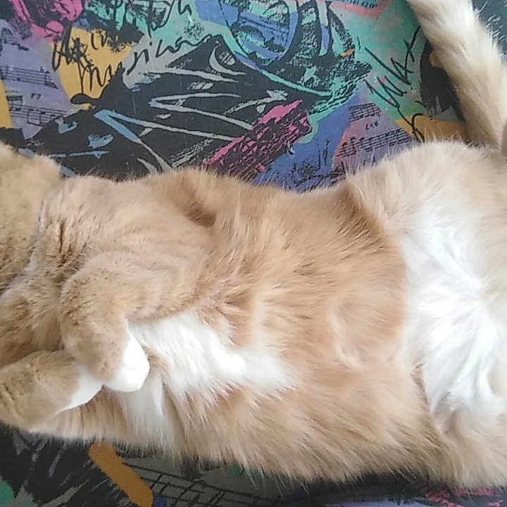 Gimli a rejoint le concours — aidez-le/la à gagner de superbes lots ! canidae, carnivore, cat, claw, companion_dog, dog_breed, domestic_short_haired_cat, fawn, felidae, fur, mammal, paw, small_to_medium_sized_cats, tail, vertebrate, whiskers