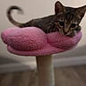 Biscuit joined the competition — help win amazing prizes! kitten, cat, pet, indoor, furniture, pink, plush, curled_tail, animal, cute, resting, soft, cozy, young_cat, feline, home, floor, scratching_post, toy, relaxed