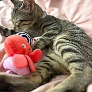 Biscuit is registered to the contest to win money with this photo: cat, tabby, pet, animal, toy, plush, octopus, pink_blanket, indoor, closeup, feline, striped, relaxing, sleepy, cozy, soft, cute, paw, blur, resting