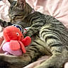 cat, tabby, pet, animal, toy, plush, octopus, pink_blanket, indoor, closeup, feline, striped, relaxing, sleepy, cozy, soft, cute, paw, blur, resting