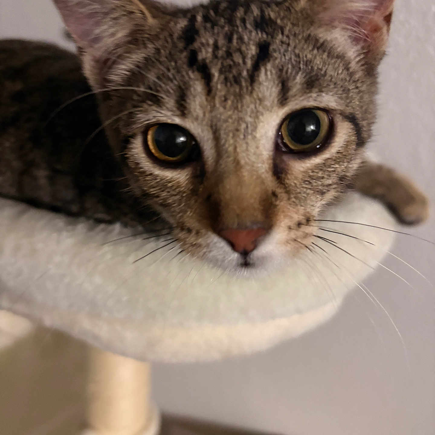 Biscuit joined the competition — help win amazing prizes! cat, tabby, close_up, pet, animal, whiskers, ears, eyes, nose, feline, indoor, cat_tree, fur, curious, portrait, cute, domestic_animal, resting, soft, mammal