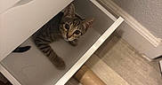 Biscuit is registered to the contest to win money with this photo: cat, kitten, drawer, white_furniture, wooden_floor, cardboard_tube, curious, tabby, indoor, pet, cute, wide_eyes, flooring, wall, home, furniture, animal, small, looking_up, playful