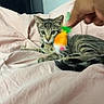 Biscuit is registered to the contest to win money with this photo: kitten, cat, tabby, toy, carrot_toy, bed, blanket, pink, animal, pet, playing, curious, feline, indoor, cute, young_cat, whiskers, paws, relaxed, focus