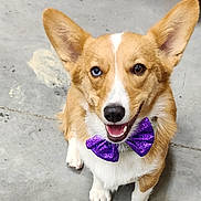 Lilly joined the competition — help win amazing prizes! dog, corgi, pet, bow_tie, purple_bow, heterochromia, blue_eye, brown_eye, smiling, portrait, sitting, paws, large_ears, tongue, concrete_floor, indoor, collar, fur, close_up, adorable