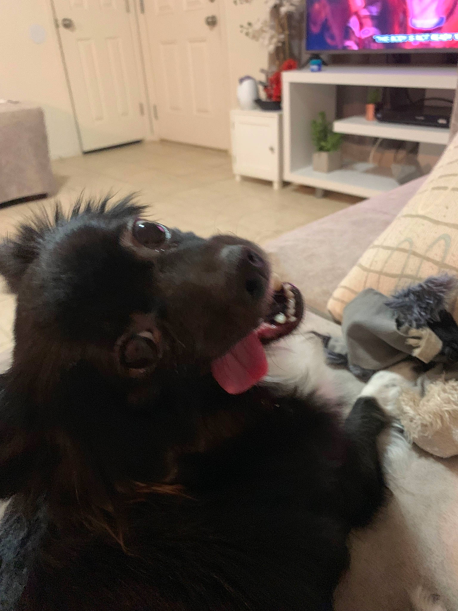 Coco joined the competition — help win amazing prizes! canidae, carnivore, companion_dog, dog, dog_breed, guard_dog, mammal, puppy, sporting_group