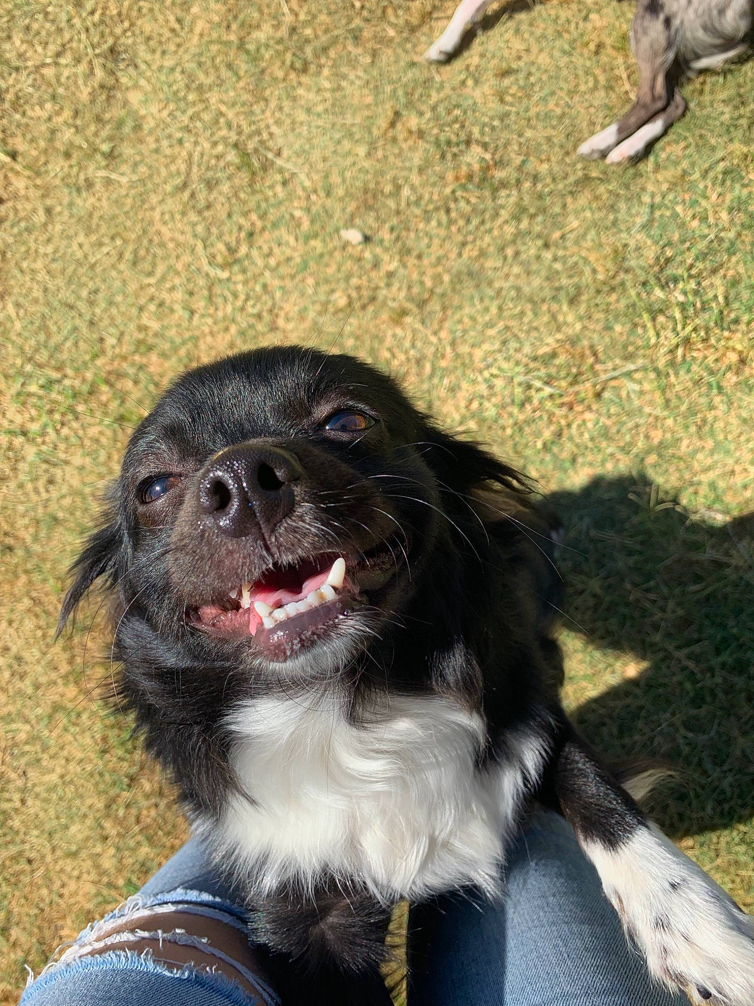 Coco is registered to the contest to win money with this photo: boykin_spaniel, canidae, carnivore, companion_dog, dog, dog_breed, english_springer_spaniel, french_spaniel, mammal, rare_breed_dog, small_munsterlander, snout, sporting_group, stabyhoun, vertebrate