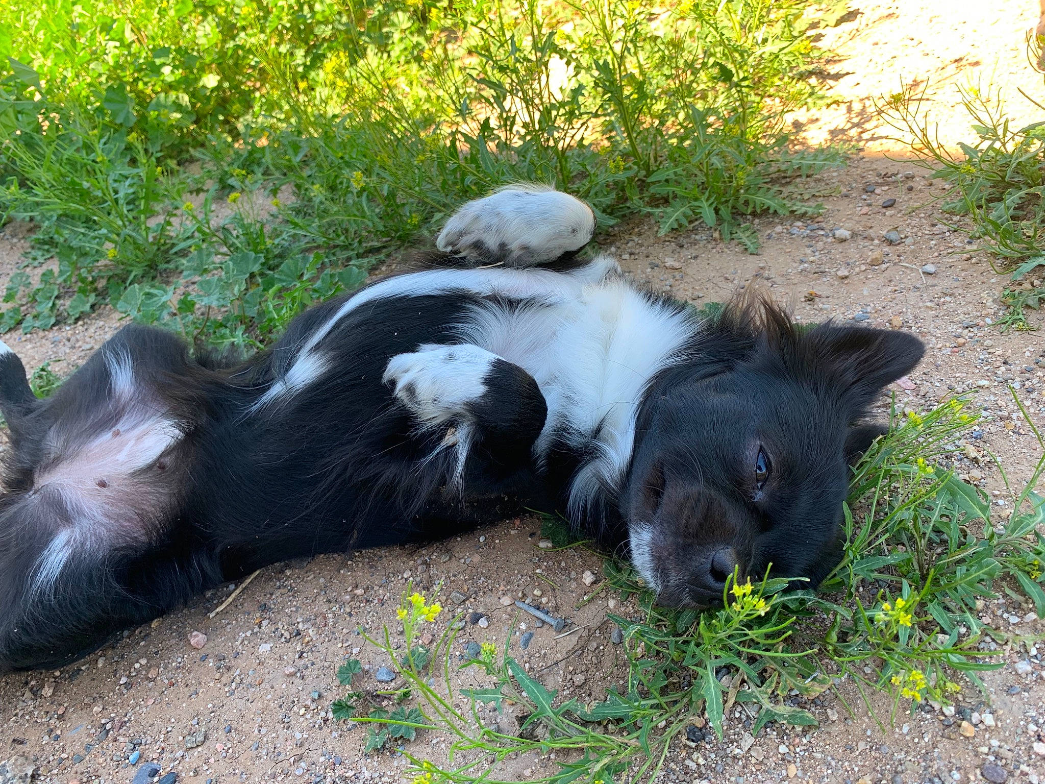 Coco is registered to the contest to win money with this photo: canidae, carnivore, companion_dog, dog, dog_breed, snout, sporting_group, stabyhoun