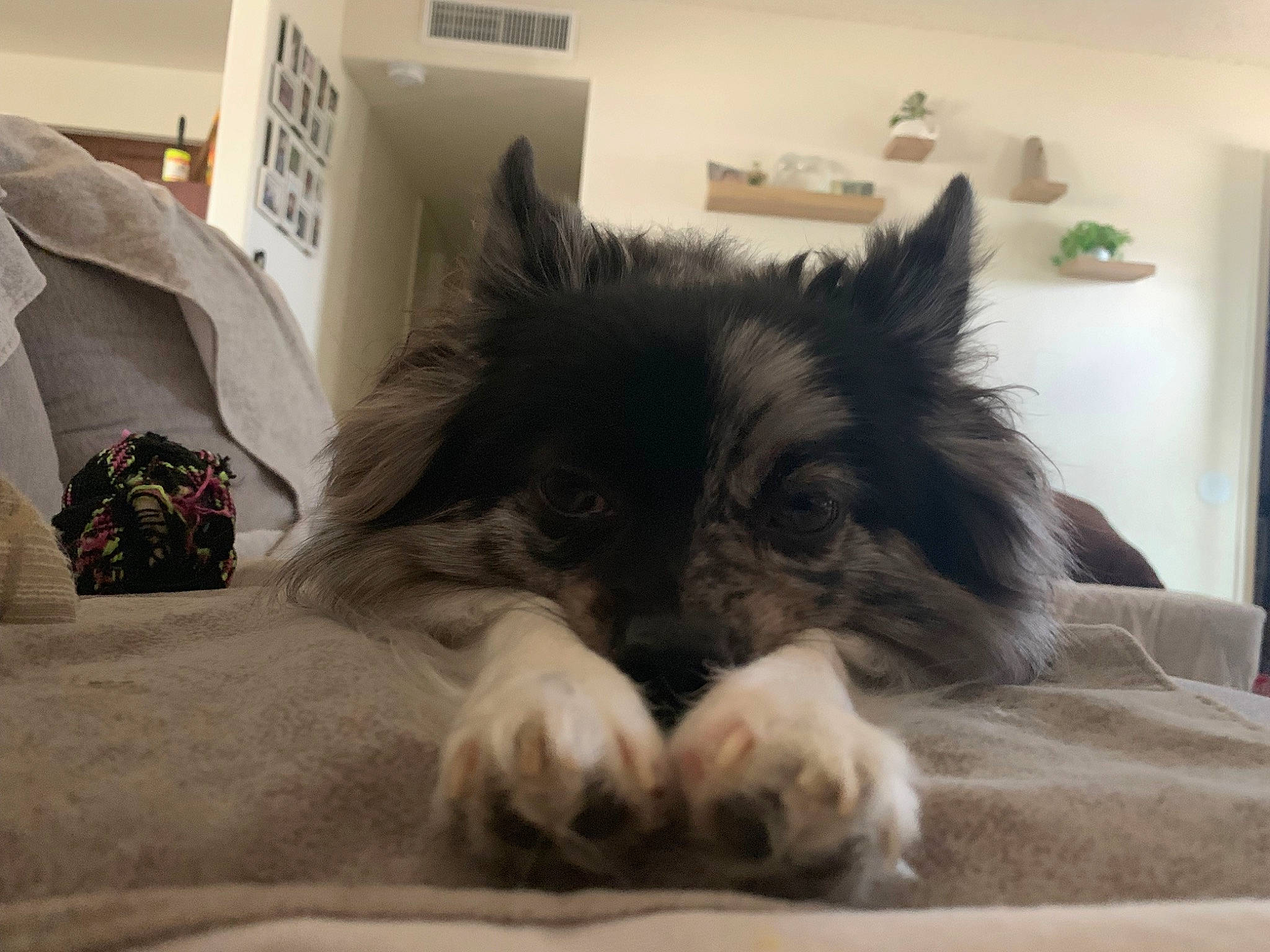 Kobu is registered to the contest to win money with this photo: canidae, carnivore, cat, companion_dog, dog, dog_breed, ear, felidae, fur, mammal, nap, paw, puppy, snout, tail, whiskers