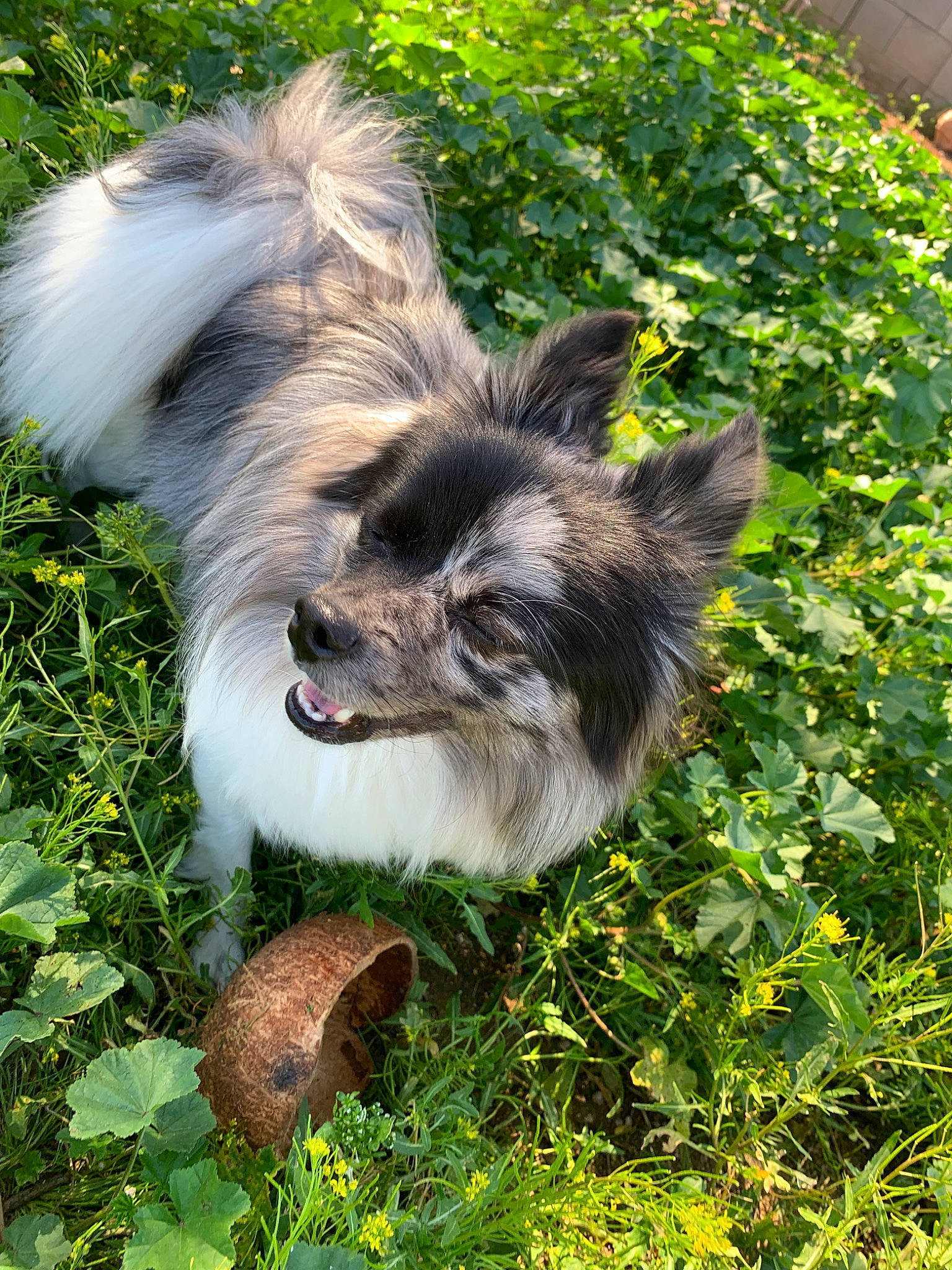 Kobu joined the competition — help win amazing prizes! cairn_terrier, canidae, carnivore, dog, dog_breed, fawn, grass, mammal, plant, puppy, vertebrate