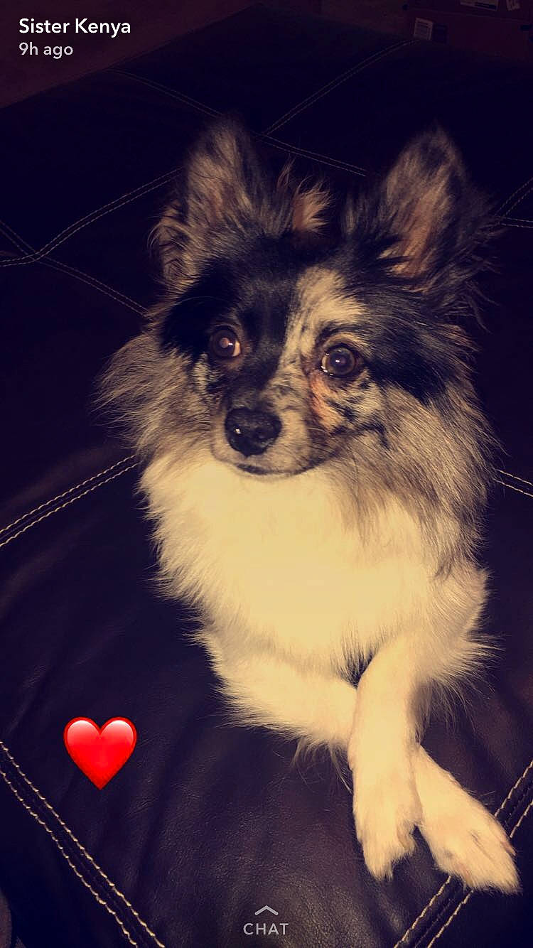 Kobu joined the competition — help win amazing prizes! black_and_white, canidae, carnivore, companion_dog, dog, dog_breed, ear, mammal, papillon, pomeranian, puppy, rare_breed_dog, snout, sporting_group, toy_dog, vertebrate, whiskers