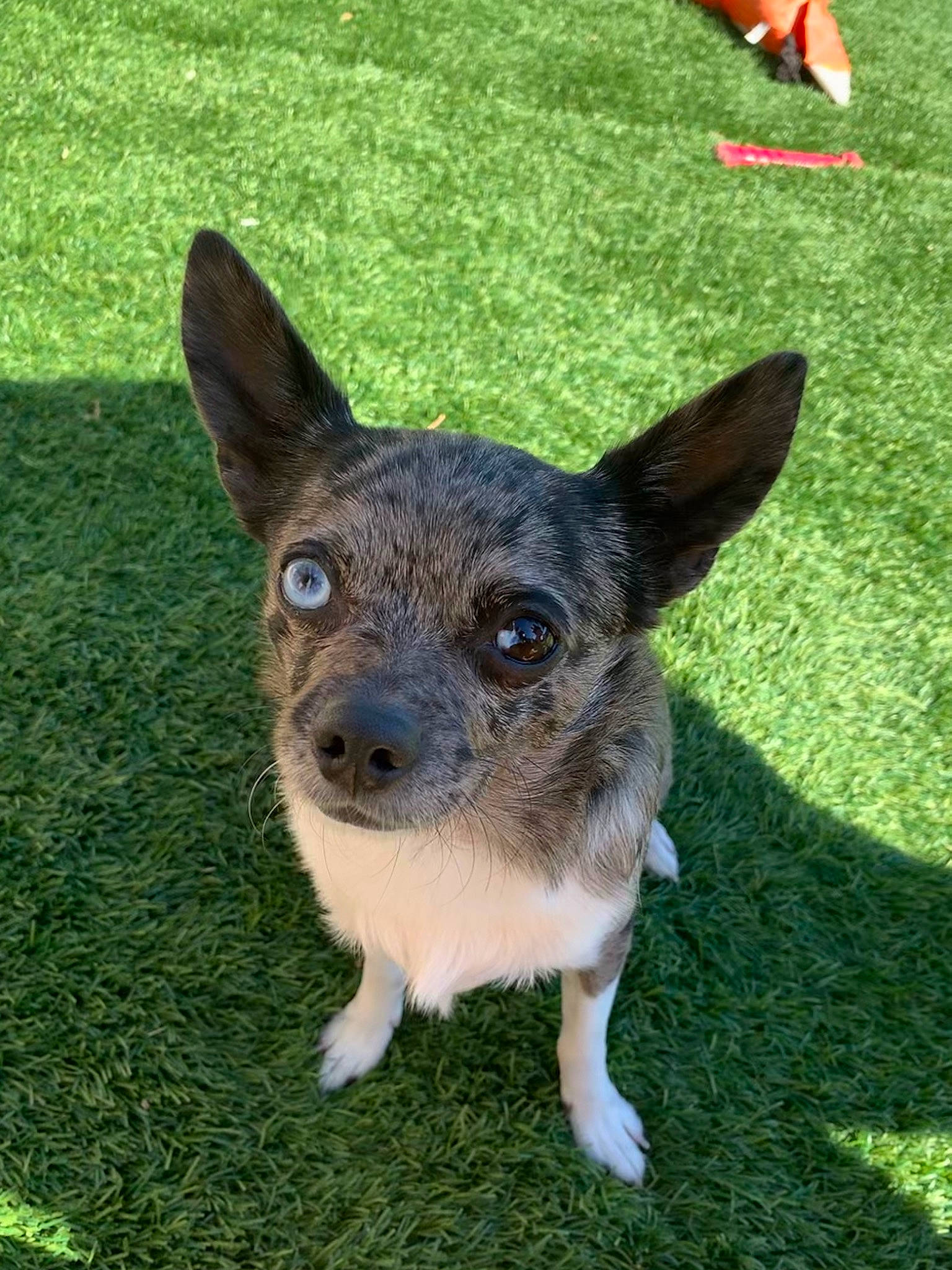 Java is registered to the contest to win money with this photo: australian_stumpy_tail_cattle_dog, canidae, carnivore, chihuahua, companion_dog, corgi_chihuahua, dog, dog_breed, fawn, grass, koolie, mammal, puppy, rare_breed_dog, snout, sporting_group, teddy_roosevelt_terrier, texas_heeler, vertebrate