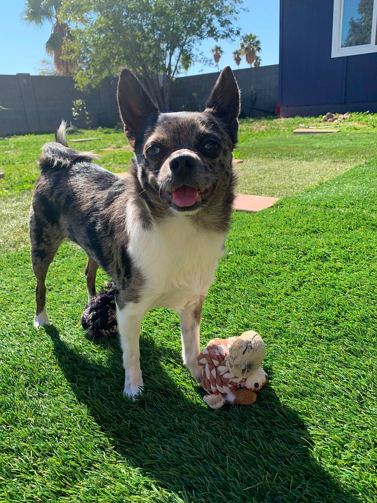 Java joined the competition — help win amazing prizes! akita, australian_cattle_dog, canidae, carnivore, dog, dog_breed, fawn, grass, herding_dog, koolie, mammal, rare_breed_dog, sporting_group, swedish_vallhund, texas_heeler, vertebrate, working_dog