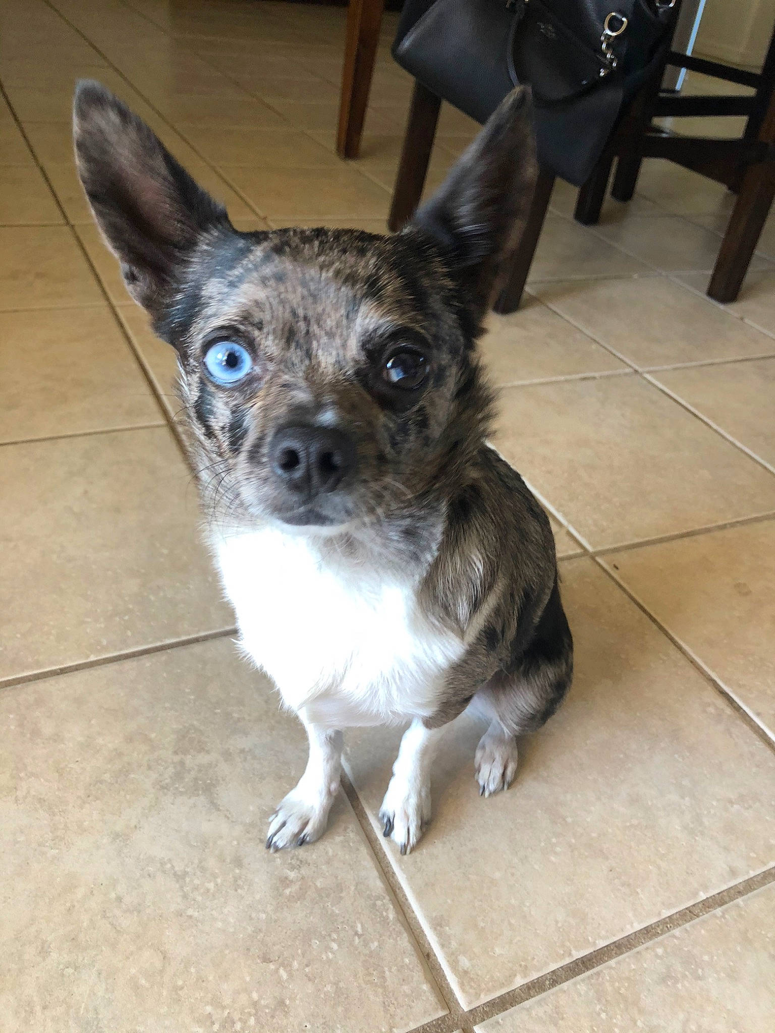 Java joined the competition — help win amazing prizes! canidae, carnivore, chihuahua, companion_dog, corgi_chihuahua, dog, dog_breed, ear, fawn, mammal, puppy, rare_breed_dog, snout, sporting_group, teddy_roosevelt_terrier, toy_dog, vertebrate, whiskers