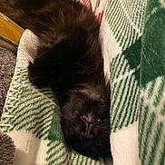 Sushi joined the competition — help win amazing prizes! cat, black_cat, sleeping, blanket, cozy, furry, pet, indoor, closeup, face, whiskers, soft, relaxed, nap, comfort, fur, animal, cute, domestic_cat, resting