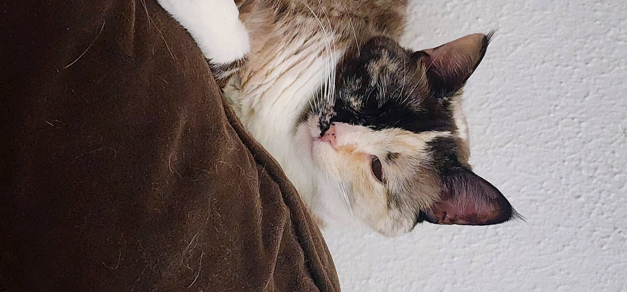 Buggy joined the competition — help win amazing prizes! canidae, carnivore, cat, claw, comfort, domestic_short_haired_cat, fang, felidae, foot, fur, nap, paw, sleep, small_to_medium_sized_cats, snout, tail, whiskers, yawn