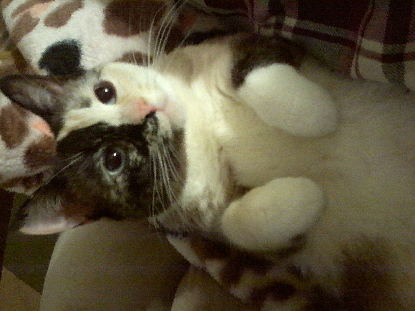 Buggy is registered to the contest to win money with this photo: canidae, carnivore, cat, claw, comfort, dog_breed, domestic_short_haired_cat, ear, eye, fawn, felidae, fur, gesture, head, paw, small_to_medium_sized_cats, snout, sporting_group, tail, whiskers