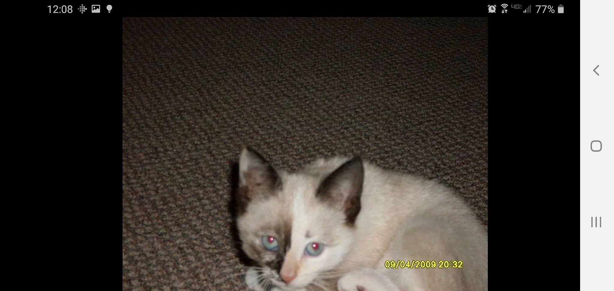 Buggy joined the competition — help win amazing prizes! balinese, birman, carnivore, cat, domestic_short_haired_cat, felidae, font, fur, iris, paw, photo_caption, picture_frame, rectangle, screenshot, siamese, small_to_medium_sized_cats, tail, thai, tonkinese, whiskers