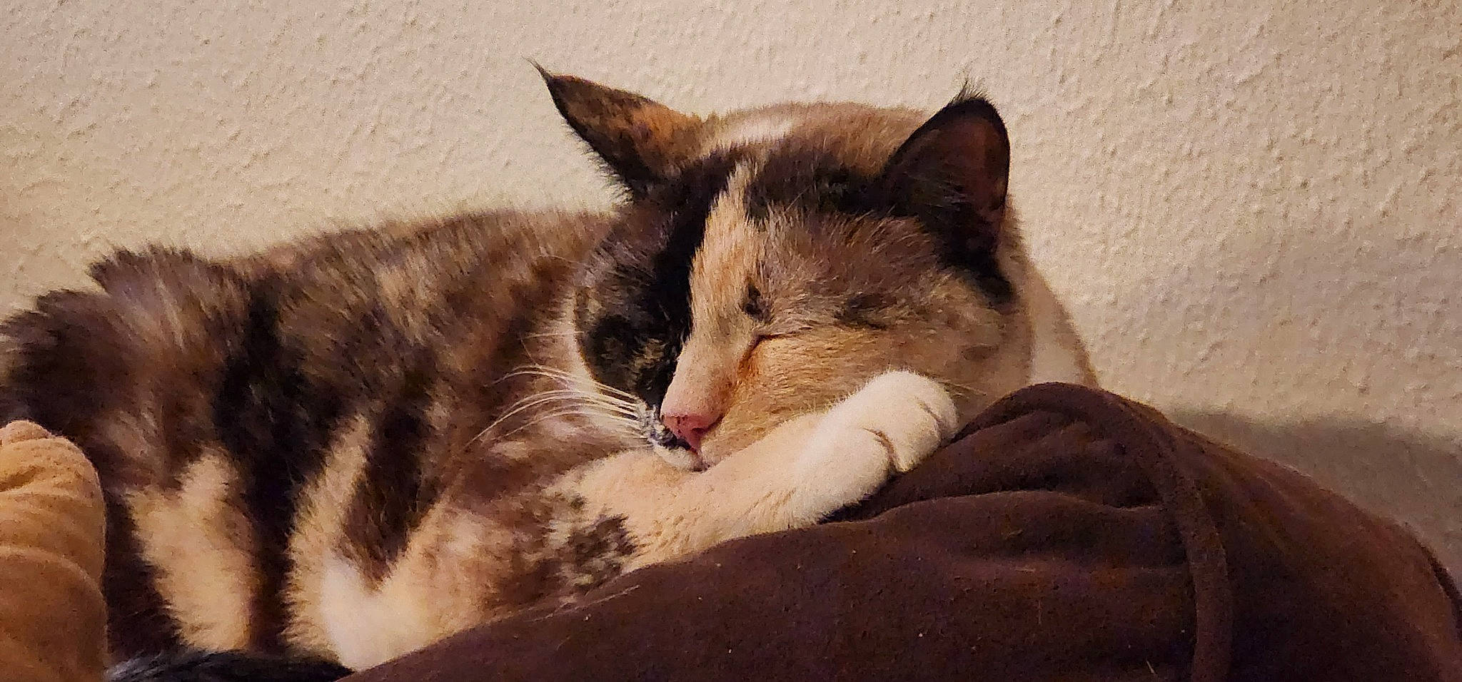 Buggy is registered to the contest to win money with this photo: carnivore, cat, cat_supply, claw, comfort, domestic_short_haired_cat, felidae, fur, nap, paw, sleep, small_to_medium_sized_cats, snout, tail, terrestrial_animal, whiskers, wildlife