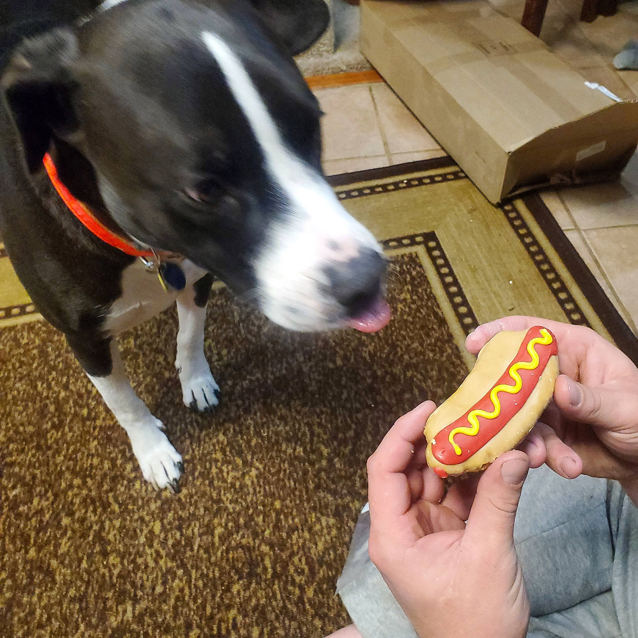 Bruno is registered to the contest to win money with this photo: carnivore, carton, collar, companion_dog, dog, dog_breed, dog_supply, finger, flooring, food, hand, ingredient, junk_food, nail, shipping_box, tail, thumb, whiskers, working_animal, wrist