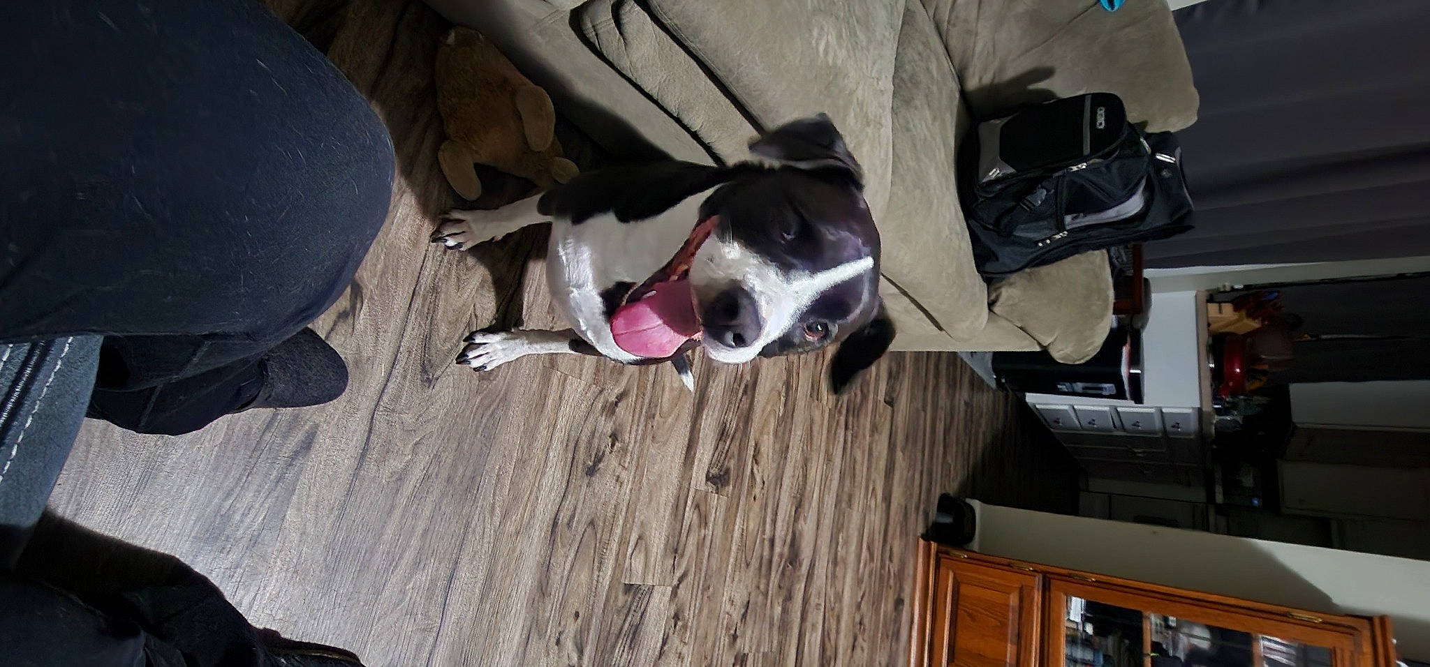 Bruno joined the competition — help win amazing prizes! auto_part, carmine, carnivore, collar, companion_dog, dog, dog_breed, dog_collar, door, fawn, flooring, hardwood, non_sporting_group, personal_protective_equipment, pet_supply, plank, sporting_group, wood, wood_stain, working_animal