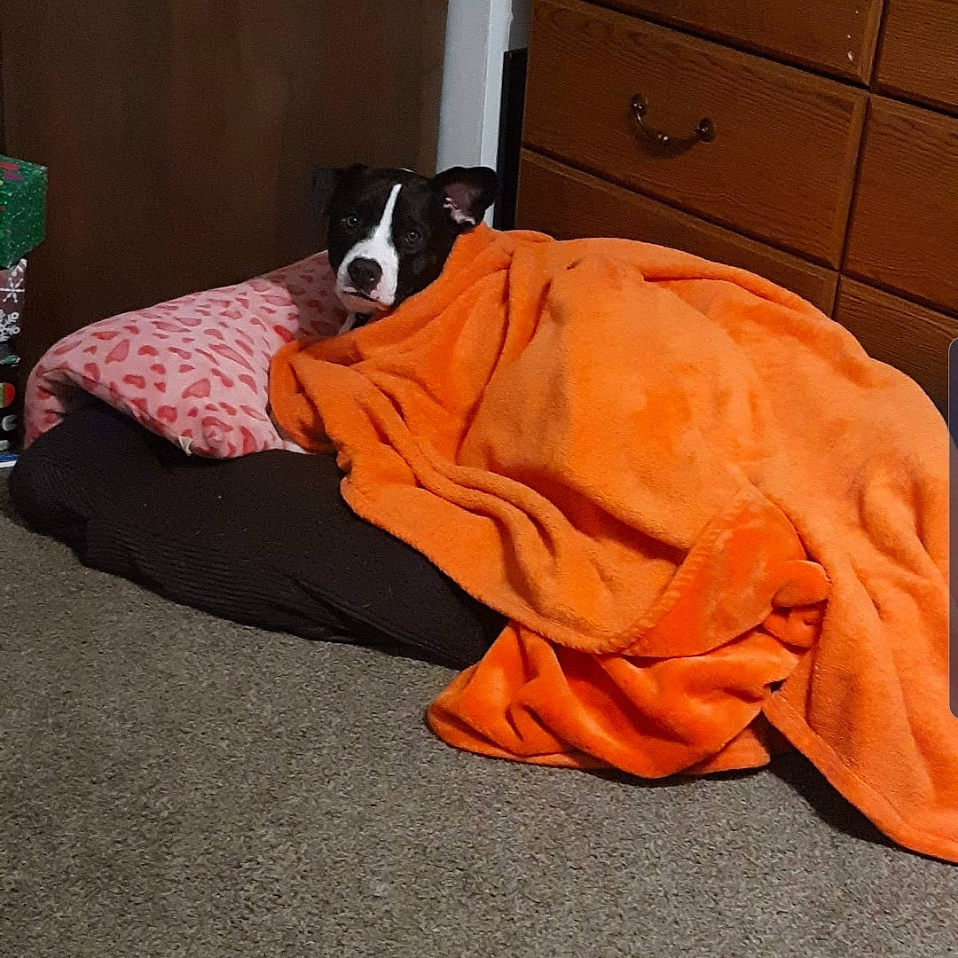 Bruno joined the competition — help win amazing prizes! cabinetry, carnivore, comfort, companion_dog, dog, dog_breed, dog_supply, door, drawer, fawn, flooring, great_dane, hardwood, linens, orange, snout, sporting_group, tail, wood, working_animal