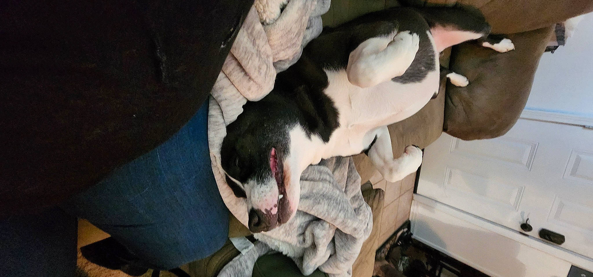 Bruno joined the competition — help win amazing prizes! automotive_exterior, carnivore, comfort, companion_dog, dog, dog_breed, fur, motor_vehicle, non_sporting_group, paw, snout, sporting_group, tail, vehicle, vehicle_door, whiskers, windshield, working_animal