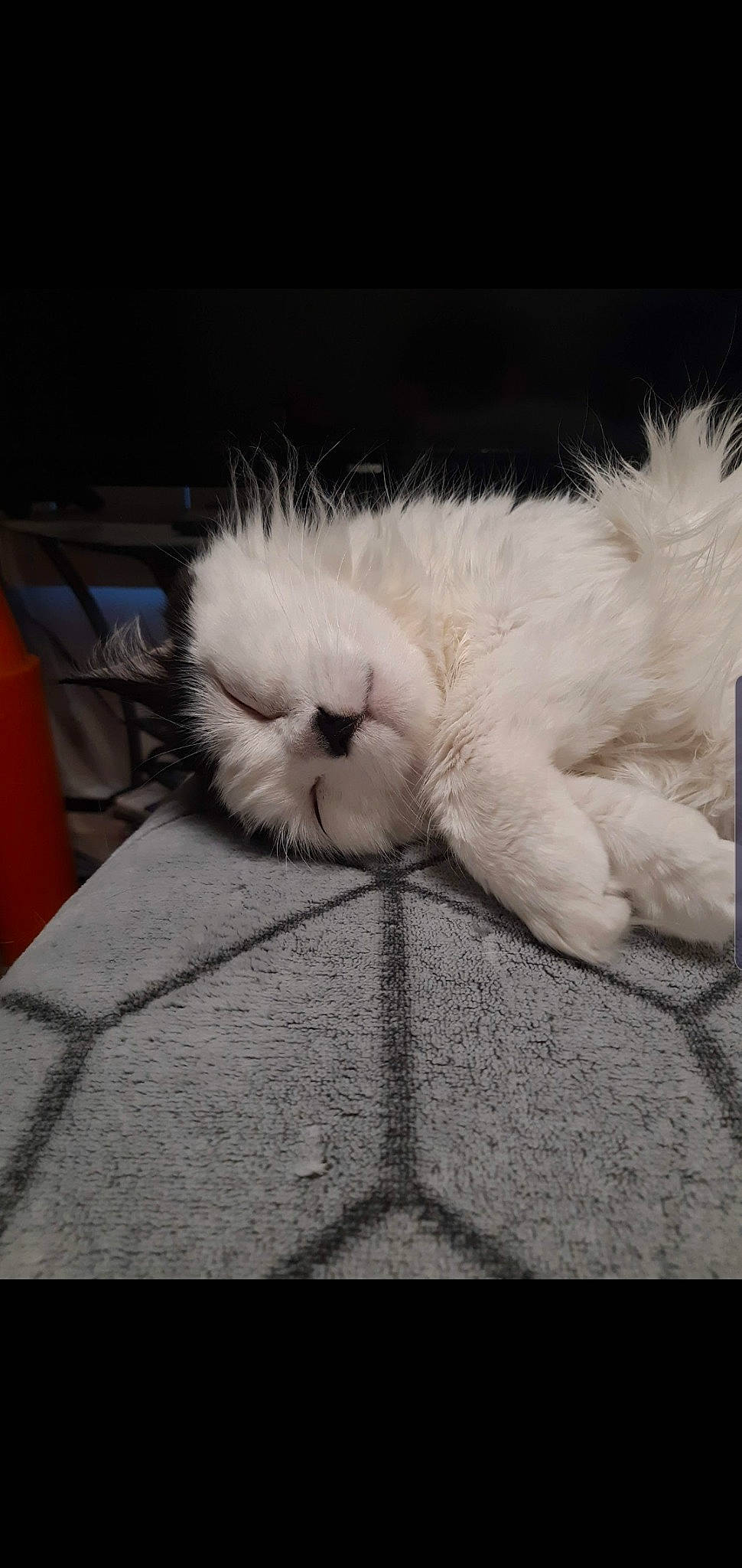 Kiwi is registered to the contest to win money with this photo: canidae, carnivore, cat, claw, cloud, comfort, companion_dog, domestic_short_haired_cat, fawn, felidae, flooring, foot, fur, nap, paw, ragdoll, small_to_medium_sized_cats, sporting_group, tail, whiskers