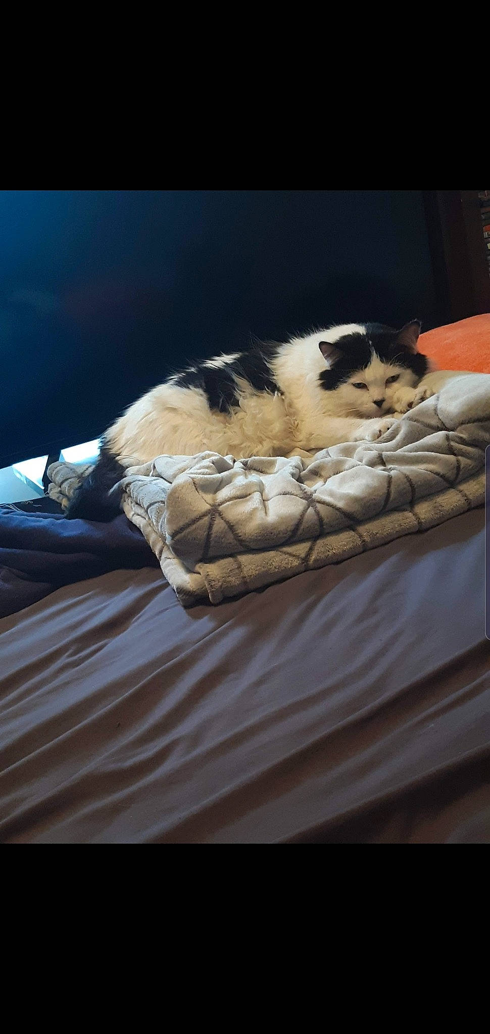 Kiwi is registered to the contest to win money with this photo: bed_sheet, bedding, carnivore, cat, cat_supply, comfort, domestic_short_haired_cat, duvet, felidae, flooring, fur, linens, nap, small_to_medium_sized_cats, snout, sporting_group, tail, textile, whiskers, wood