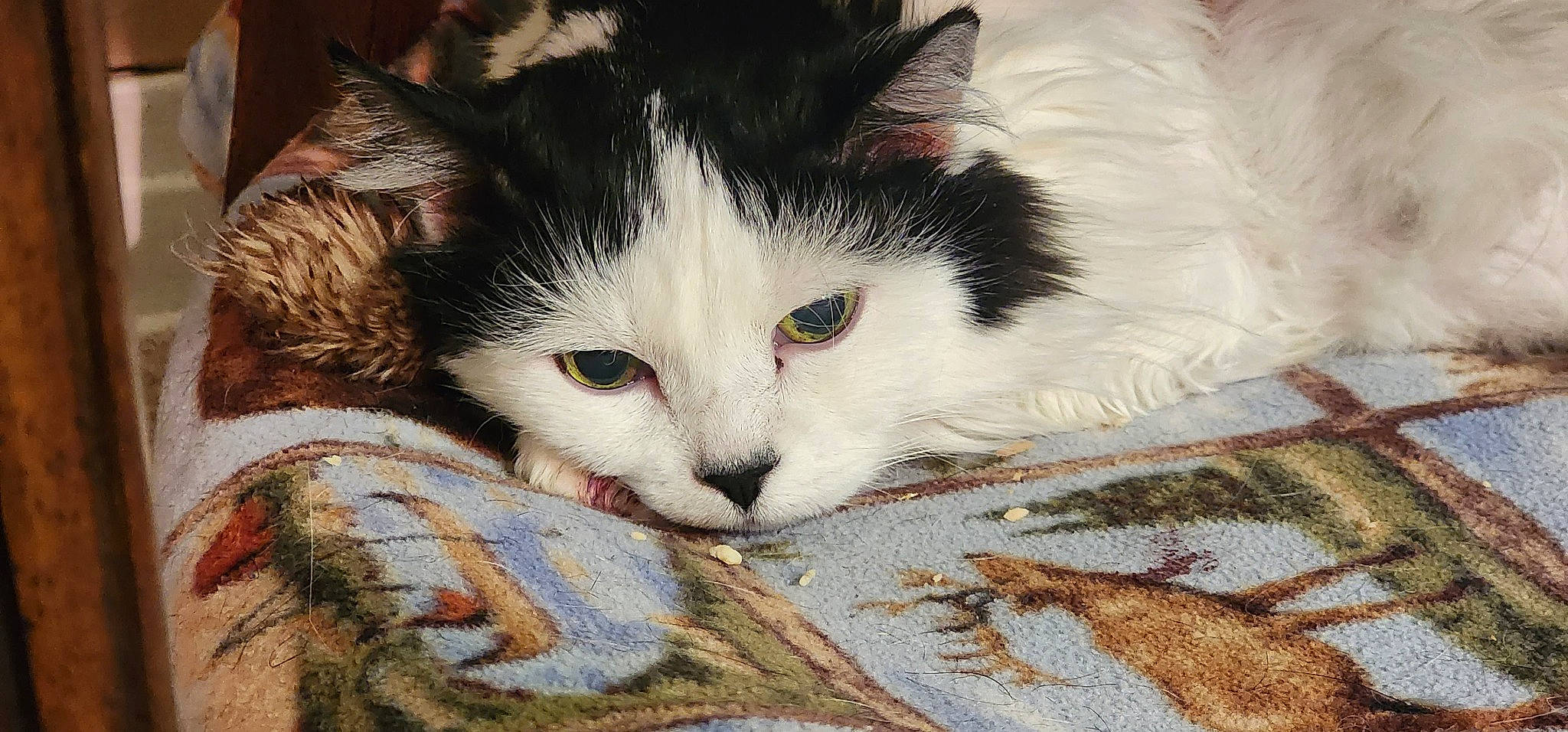 Kiwi is registered to the contest to win money with this photo: art, carnivore, cat, domestic_short_haired_cat, felidae, fur, paw, small_to_medium_sized_cats, snout, tail, tree, whiskers