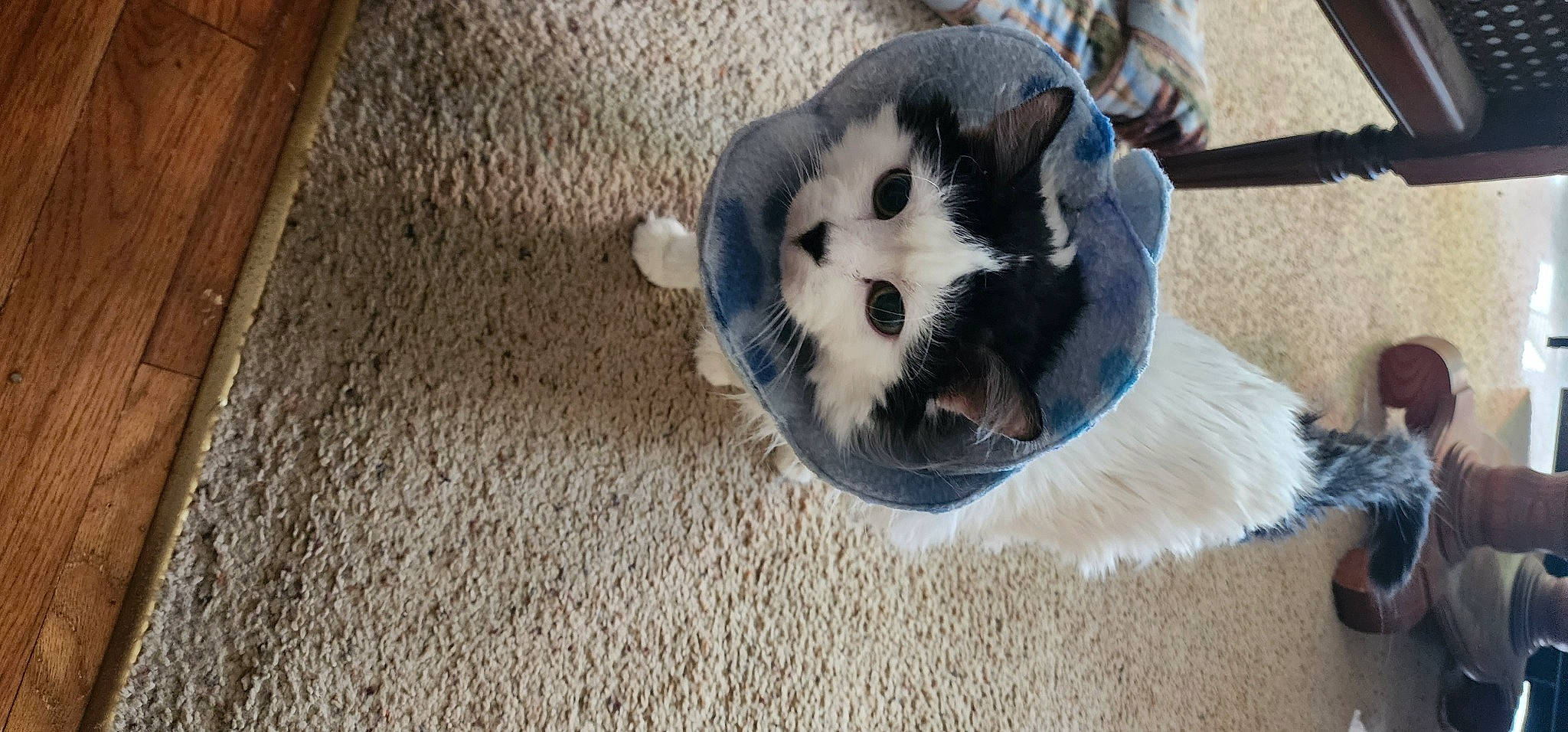 Kiwi is registered to the contest to win money with this photo: canidae, carnivore, cat, companion_dog, dog_breed, domestic_short_haired_cat, fawn, felidae, floor, flooring, foot, fur, hardwood, paw, small_to_medium_sized_cats, snout, sporting_group, tail, whiskers, wood