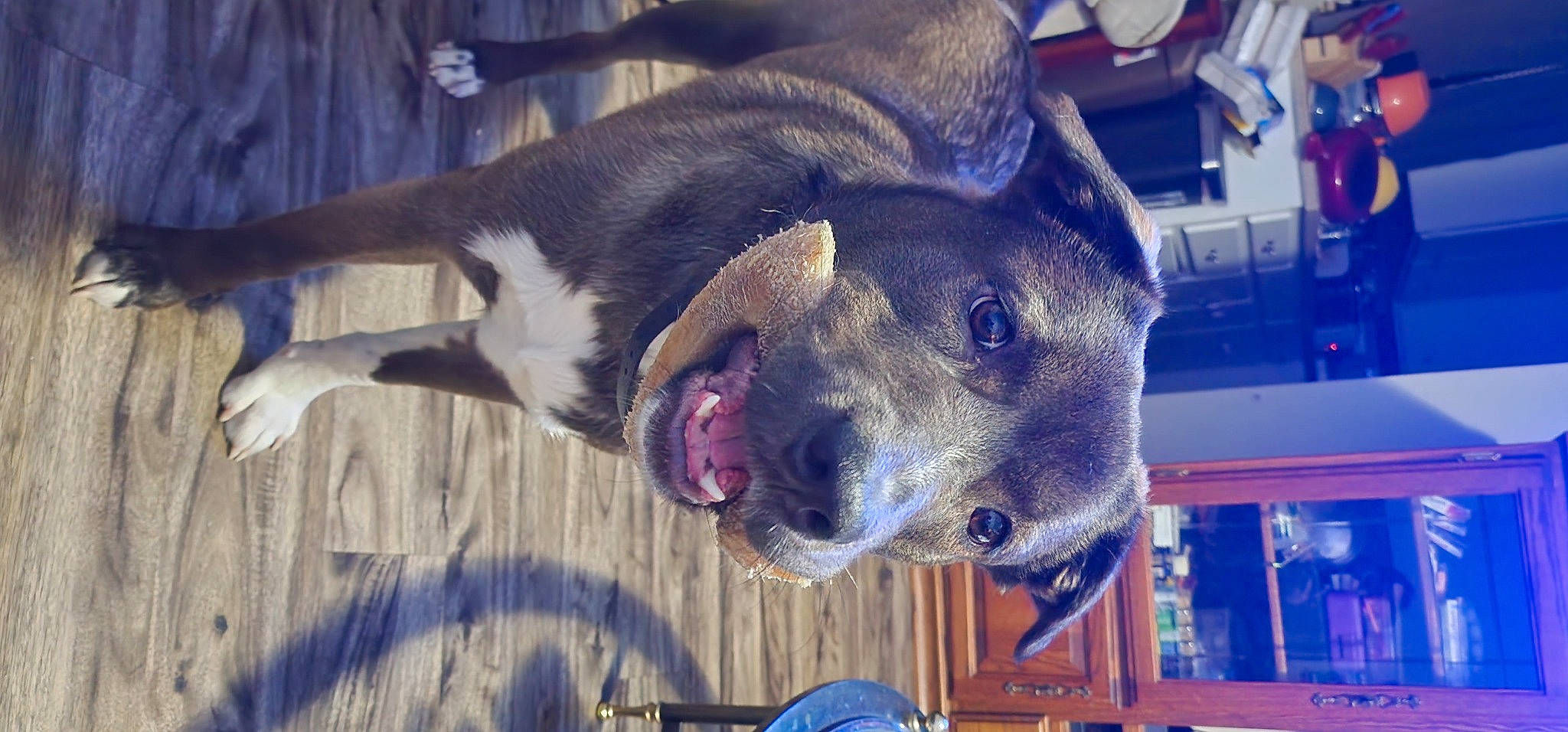 Kong joined the competition — help win amazing prizes! blue, canidae, carnivore, collar, companion_dog, dog, dog_breed, ear, electric_blue, fawn, fur, guard_dog, jaw, mammal, pet_supply, snout, sporting_group, vertebrate, whiskers, working_animal