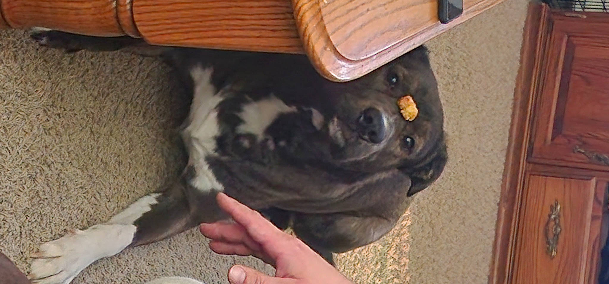 Kong is registered to the contest to win money with this photo: canidae, carnivore, claw, collar, companion_dog, dog, dog_breed, dog_collar, fawn, fur, guard_dog, hardwood, nail, paw, snout, sporting_group, tail, whiskers, wood, working_animal