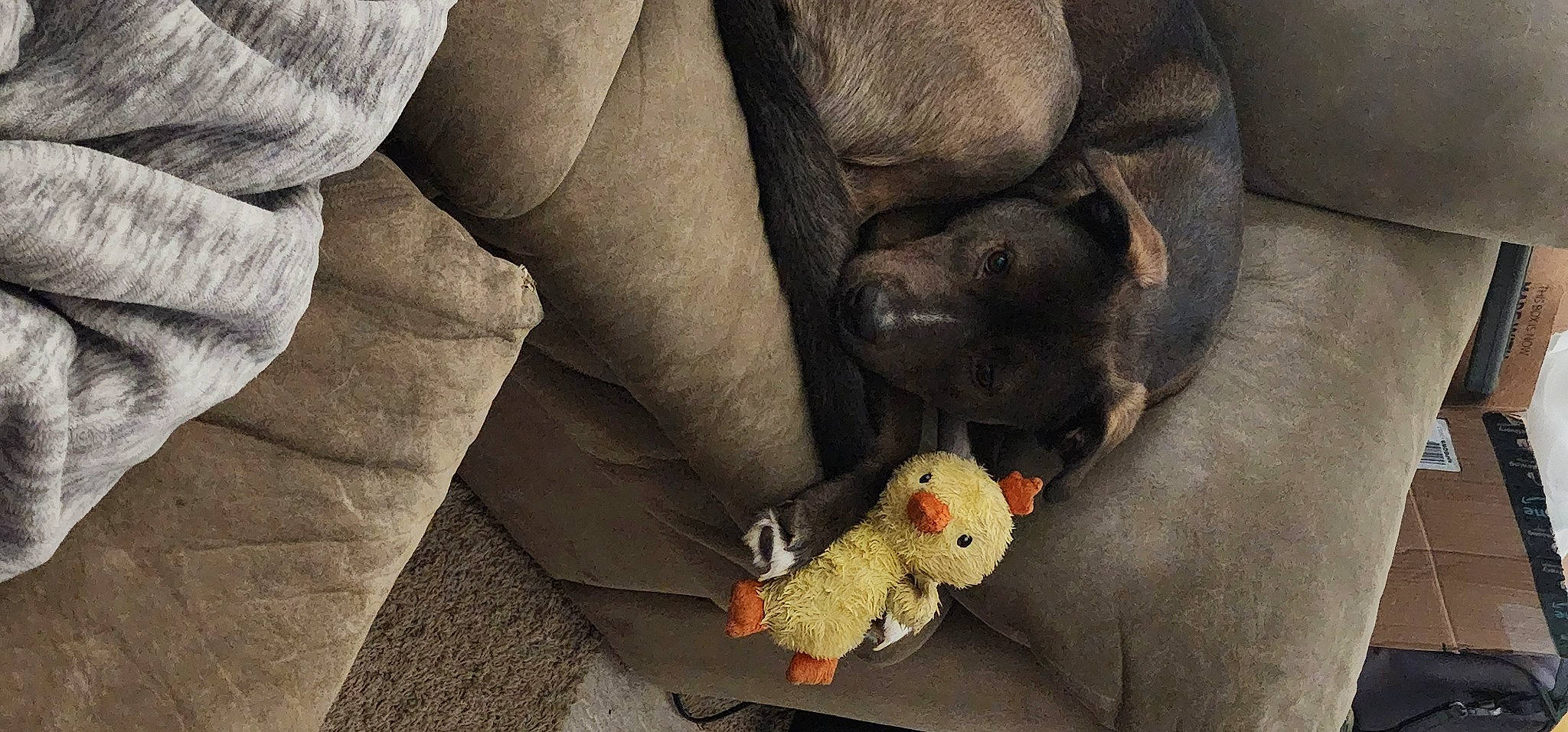 Kong joined the competition — help win amazing prizes! carmine, carnivore, comfort, companion_dog, dog, dog_breed, fawn, foot, fur, grey, human_leg, liver, mammal, nail, plush, snout, stuffed_toy, thigh, toy, working_animal