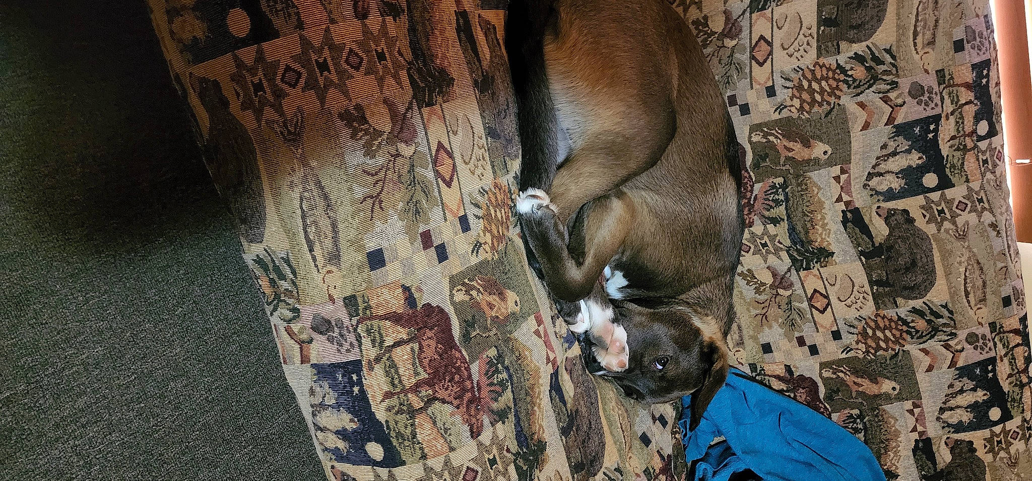 Kong joined the competition — help win amazing prizes! art, comfort, fawn, fur, painting, pattern, tail, terrestrial_animal, tree, trunk, visual_arts, wildlife, wood