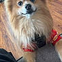 Coco joined the competition — help win amazing prizes! dog, pomeranian, pet, indoor, couch, toy, red_clothing, wooden_floor, curious, fluffy, small_dog, playing, cute, animal, companion, domestic, furry, alert, sitting, close_up