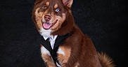 Aska a rejoint le concours — aidez-le/la à gagner de superbes lots ! dog, tuxedo, brown_fur, heterochromia, sitting, studio, portrait, pet, canine, happy, smiling, fluffy_tail, ears_up, white_paws, fur_texture, black_background, animal, domestic_animal, cute, well_groomed