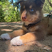 Aska participe au concours pour gagner de l'argent avec cette photo : puppy, dog, blue_eyes, fur, forest, dirt_path, sunlight, outdoor, nature, leash, collar, animal, cute, pet, young, paw, close_up, daylight, tree, shade