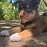 puppy, dog, blue_eyes, fur, forest, dirt_path, sunlight, outdoor, nature, leash, collar, animal, cute, pet, young, paw, close_up, daylight, tree, shade