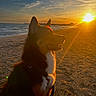 dog, beach, sunset, sand, ocean, sky, clouds, sun, outdoor, animal, pet, nature, water, silhouette, golden_hour, scenic, calm, leash, fur, landscape