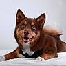 Aska a rejoint le concours — aidez-le/la à gagner de superbes lots ! dog, heterochromia, blue_eye, brown_eye, bow_tie, pet, canine, fur, portrait, lying_down, happy, smiling, indoor, closeup, cute, fluffy_tail, animal, domestic_animal, friendly, tuxedo