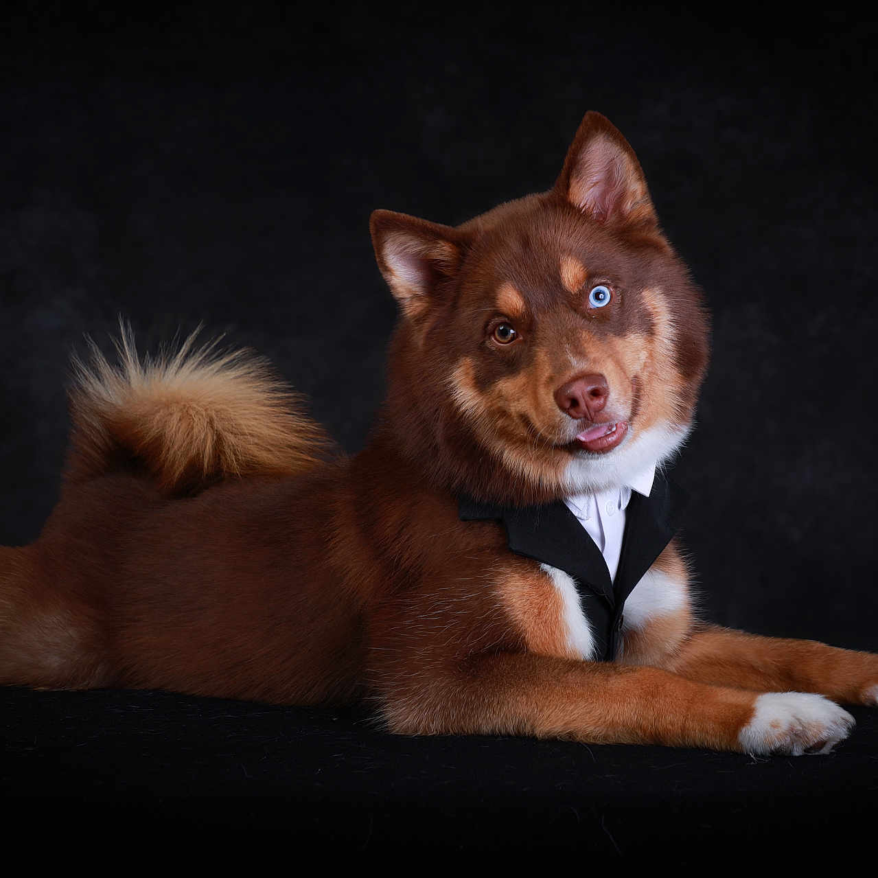 Aska participe au concours pour gagner de l'argent avec cette photo : dog, heterochromia, tuxedo, pet, portrait, studio, brown_fur, white_paws, blue_eye, brown_eye, lying_down, fluffy_tail, cute, animal, domestic_animal, indoors, black_background, costume, formal, groomed