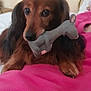 dog, long_hair, toy, pink_blanket, bedroom, pet, cute, indoor, brown_fur, animal, cozy, lying_down, close_up, relaxed, playful, stuffed_toy, fur, bed, canine, resting