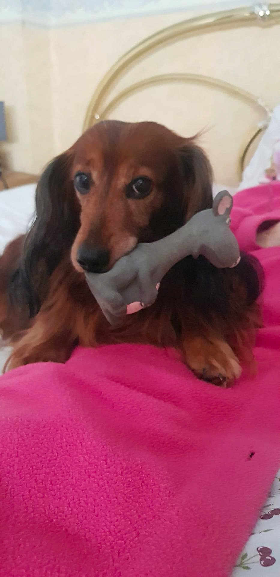 Jasper