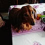 dog, long_hair, brown, table, tablecloth, floral_pattern, chair, glass, hand, person, indoor, curious, pet, animal, furniture, home, domestic, eyewear, purple, decor