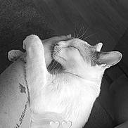 Loca a rejoint le concours — aidez-le/la à gagner de superbes lots ! black_and_white, cat, closed_eyes, closeup, cozy, ear, hardwood_floor, hearts_overlay, human_arm, indoor, lap, napping, paw, pet, relaxing, skirt_pattern, sleeping_cat, sofa, tattoo, whiskers