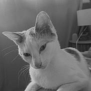 Loca participe au concours pour gagner de l'argent avec cette photo : bedside_table, black_and_white, cat, close_up, curtain, ear, feline, fur, home, human_lap, indoor, lamp, laying, paw, pet, portrait, relaxed, soft_lighting, whiskers, window_light