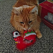Jamaica joined the competition — help win amazing prizes! box, carpet, cat, christmas_toy, close_up, curious, cute, feline, floor, home_interior, indoor, long_hair, orange_cat, paws, pet, plush_toy, portrait, red_toy, toy, whiskers