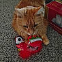 box, carpet, cat, christmas_toy, close_up, curious, cute, feline, floor, home_interior, indoor, long_hair, orange_cat, paws, pet, plush_toy, portrait, red_toy, toy, whiskers